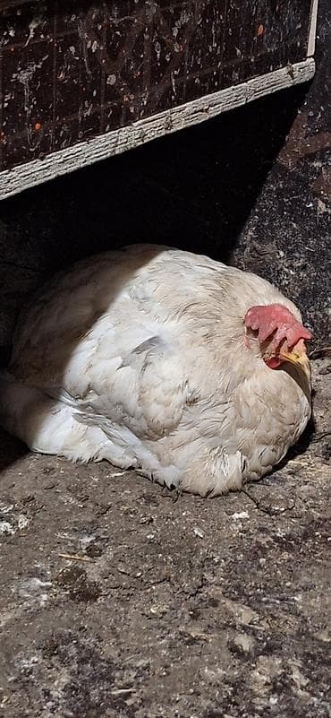 раков: Продаю | Куры | Несушки — 2