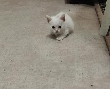 коты бесплатные: Отдам в добрые руки. Котята возраст месяц и дне недели. Кушают сами — 3