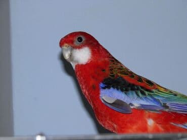 Иттер: Птицы-попугаи (несколько видов) Описание: - Крупный зелёный попугай с — 2