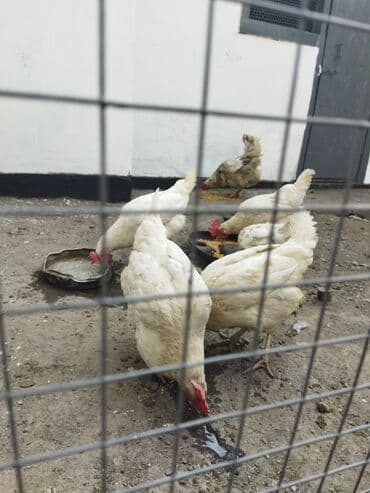 домик для: Продаю | Петух | Домашняя | Для разведения — 2