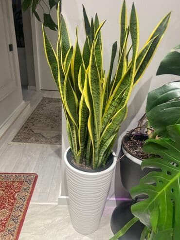 купить комнатные цветы в бишкеке: Комнатные декоративные растения в кашпо 1) Толстянка (Crassula ovata — 17