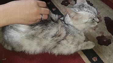 бесплатно кошка: Полосатый котёнок с короткой густой шерстью и выразительными янтарными — 6