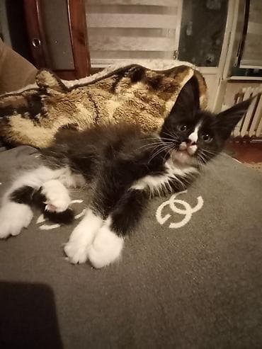 новорождённые котята: Котята мейн-кун готовы к переезду! Отличный помёт с шикарными — 7