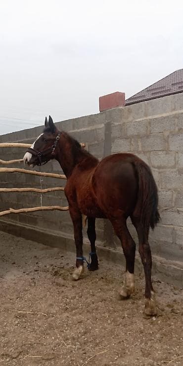 дакан белый: Продаю | Жеребенок | Конный спорт | Мерин — 3