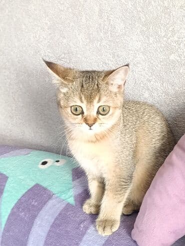 сухое молоко для животных: Скотиш Страйт (Шотландская прямоухая), 3 месяца, Девочка — 9