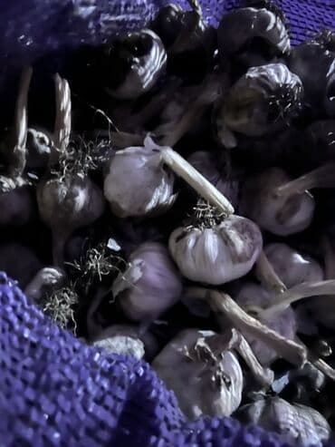 раковина с тумбой в бишкеке: Чеснок В розницу — 1