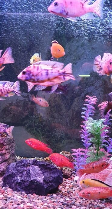 рыба аквариума: Аквариумные рыбки-цихлиды на любой вкус!!! Огромный выбор цихлид для — 7