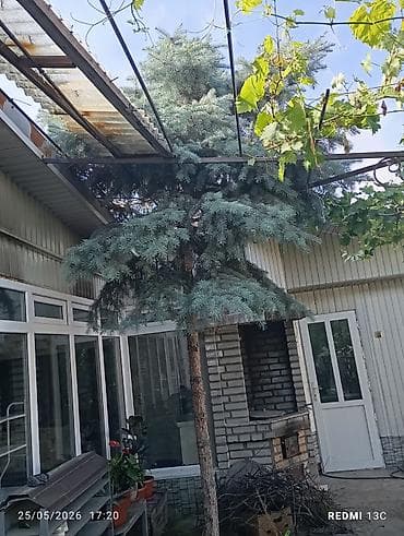 елка голубая: Ель голубая (Picea pungens ‘Glauca’) для озеленения участка. - — 2