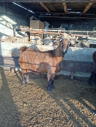 дойних коров: Продаю | Коза (самка) | Для разведения — 1