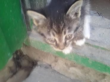котят: Котята от домашней кошки - Помёт из нескольких котят разной окраски — 3