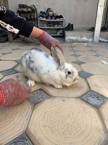 купить салому: Продаю | Кролик самец, Крольчиха (самка) | Для разведения — 4