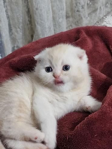 кормовая соль для животных: Шотландские котята - Scottish Fold, Scottish Strait (есть котята со — 6