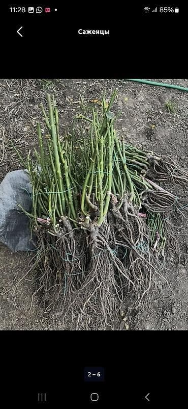 мульча: Саженцы — 2