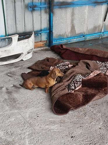 питбуль шинок: Такса, 2 года, Самец, С родословной — 3