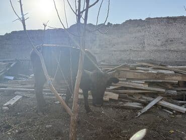 домик для кошки многоуровневый: Сатам | Бука (эркек) | Аргын | Бордоп семиртүү үчүн — 8