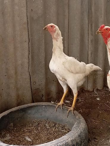 птицы фабрика: Продам курочку возраст год — 2