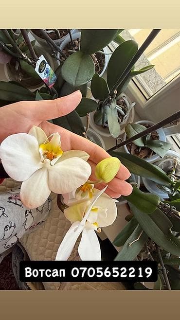 Кактусы: Орхидеи в горшках. - Разные окраски цветков: преимущественно белые — 3