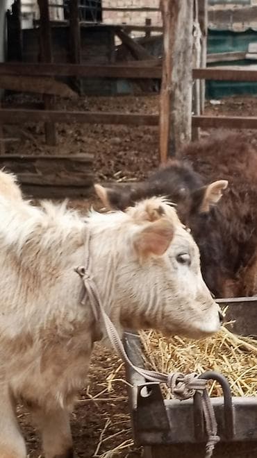 утята суточные: Продаю | Бык (самец) — 5