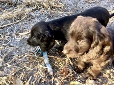 акустические системы спартак колонка в виде собак: Спаниель, 2 месяца, Самец — 12