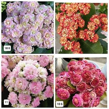 деткие: В продаже детки гибридных сортов каланхоэ по 150 с Бишкек ‼️ — 6