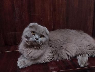 котята скотиш фолд: В продаже очаровательные котята — 2 девочки (обе прямоухие). 😺 Они — 5