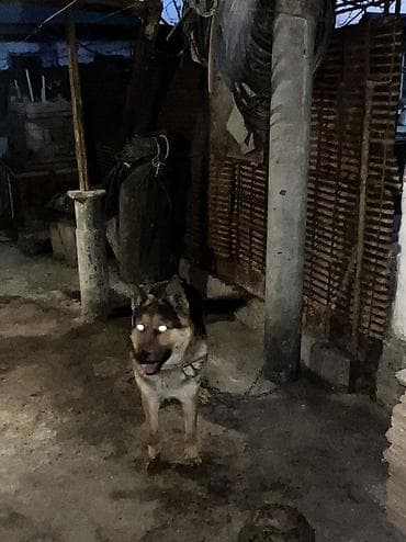 хаски собаки: Немецкая овчарка, 1 год, Самец — 7