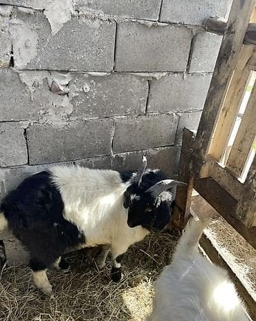 меренос козу: Продаю | Козёл (самец) | Для разведения | Племенные — 2