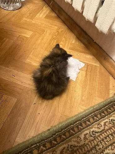 Отдам даром кошку: Кошка даром: Беспородная, Девочка — 2
