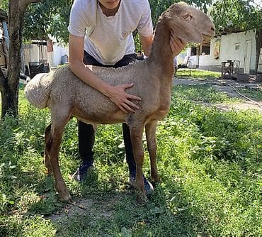 пекинская утка: Продаю | Баран (самец) | Арашан | Племенные — 2