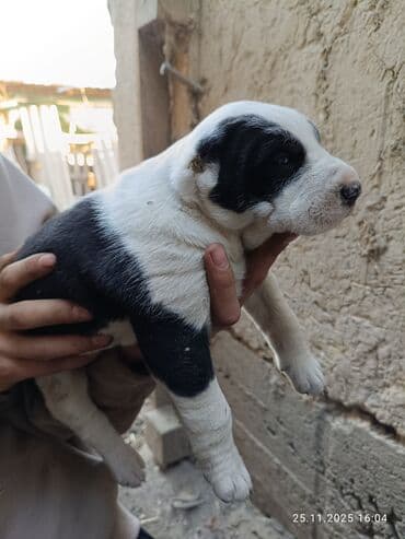 купить охотничью собаку дратхаар: Готовятся к продаже щенки алабая.родились 1 ноября.мальчики и — 6