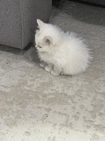 купить кошку сфинкс: Скотиш Страйт (Шотландская прямоухая), 2 месяца, Девочка, Белый, Приучена к лотку, Проглистована — 6