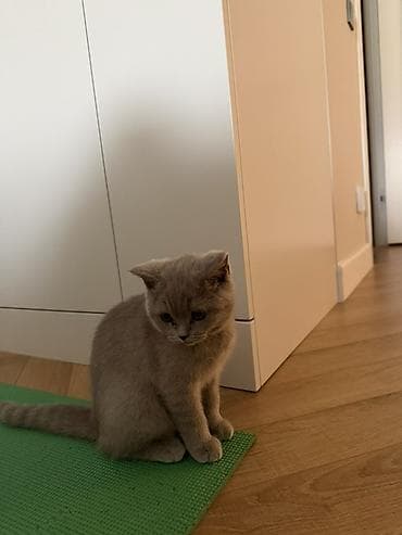 коротколапая кошка: Британская короткошёрстная, 3 месяца, Девочка, Лиловый, Приучена к лотку — 1