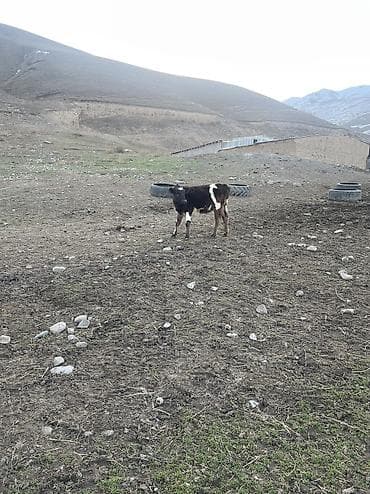 Үй жаныбарлары үчүн товарлар: Сатам | Музоо | Аргын | Бордоп семиртүү үчүн — 3