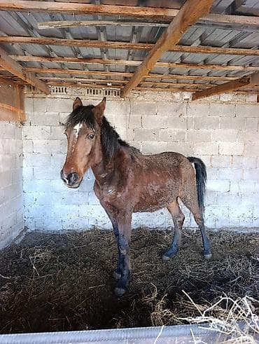 чип для лошадей: Продаю | Кобыла (самка) | Рабочий — 1