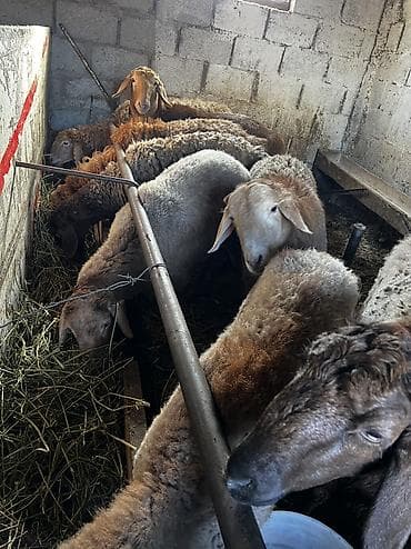 китайская хохлатая собака: Продаю | Овца (самка) | Арашан — 6