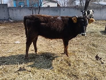 купить цыплят редбро: Продаю | Музоо, торпок | На откорм — 4