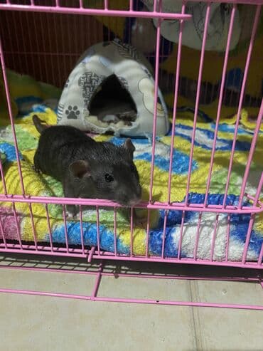 зоомагазин бишкек с животными: Крыска ищет себе НАДЕЖНЫХ хозяев . Очень активная, любит гулять — 8
