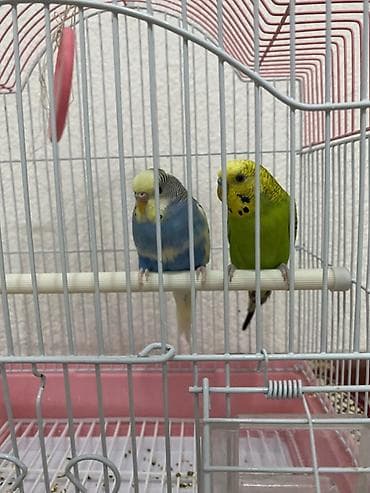 Услуги ветеринара: Волнистые попугаи с клеткой и аксессуарами - Пара волнистых попугаев — 3