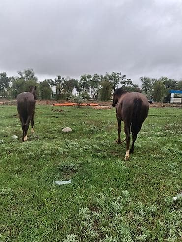 саар уй: Продаю | Кобыла (самка) | Рабочий — 7