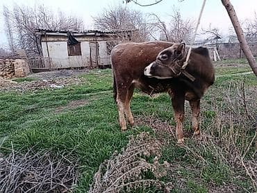 Мышыктар: Сатам | Бука (эркек) | Алатоолук | Бордоп семиртүү үчүн | Байланган — 4