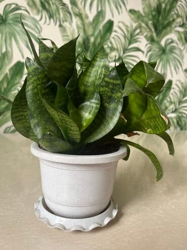 купить розмарин в бишкеке: ПродамСансевьера -комнатное растение
Можно договориться — 3