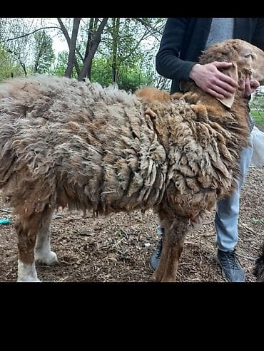 сиамская кошка цена бишкек: Продаю | Баран (самец) | Полукровка | Матка — 4