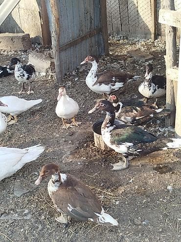 кошка котёнок: Продаю возраст февраль — 8
