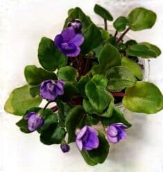 превосходный сорт яблок: В продаже трейлерные (ампельные и кустовые)фиалки: детки, стартеры(от — 22