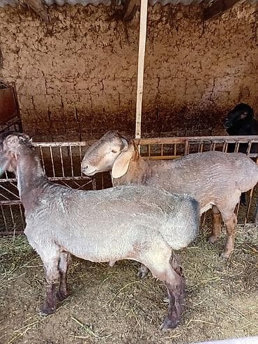 ит ош итер: Продаю | Баран (самец) | Для разведения | Племенные — 3