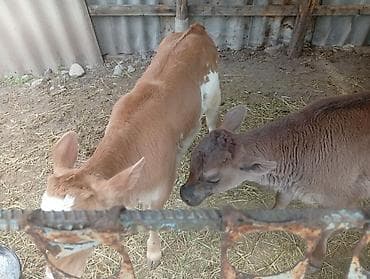 брама белый: Продаю | Музоо, торпок | Ангус, Швицкая | На откорм | Искусственник — 5