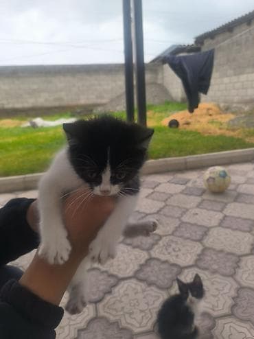 Кошки: Отдам котят в добрые руки, 3 месяца котятам, все мальчики — 4
