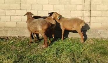 наполнители для кошек: Продаю | Овца (самка) | Арашан, Полукровка | Для разведения — 7