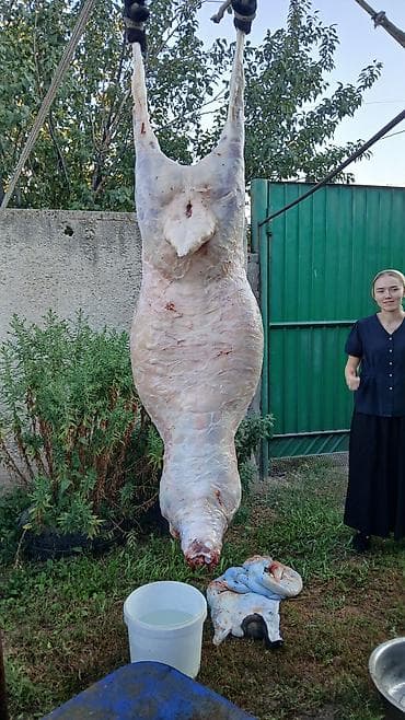 Свежая тушка баранины (домашний забой) дорпер 50% мясо сникерспосле