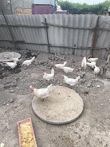 утки индоутки: Продаю | Куры | Леггорн | Несушки — 5